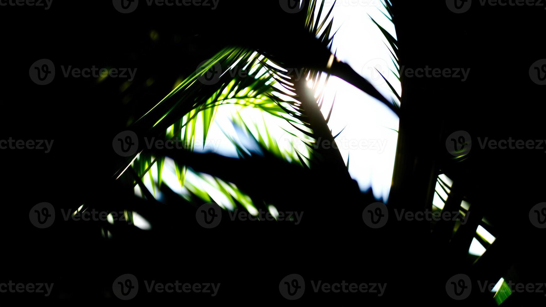 Palm Tree Silhouette with Sun Shining Through Leaves photo