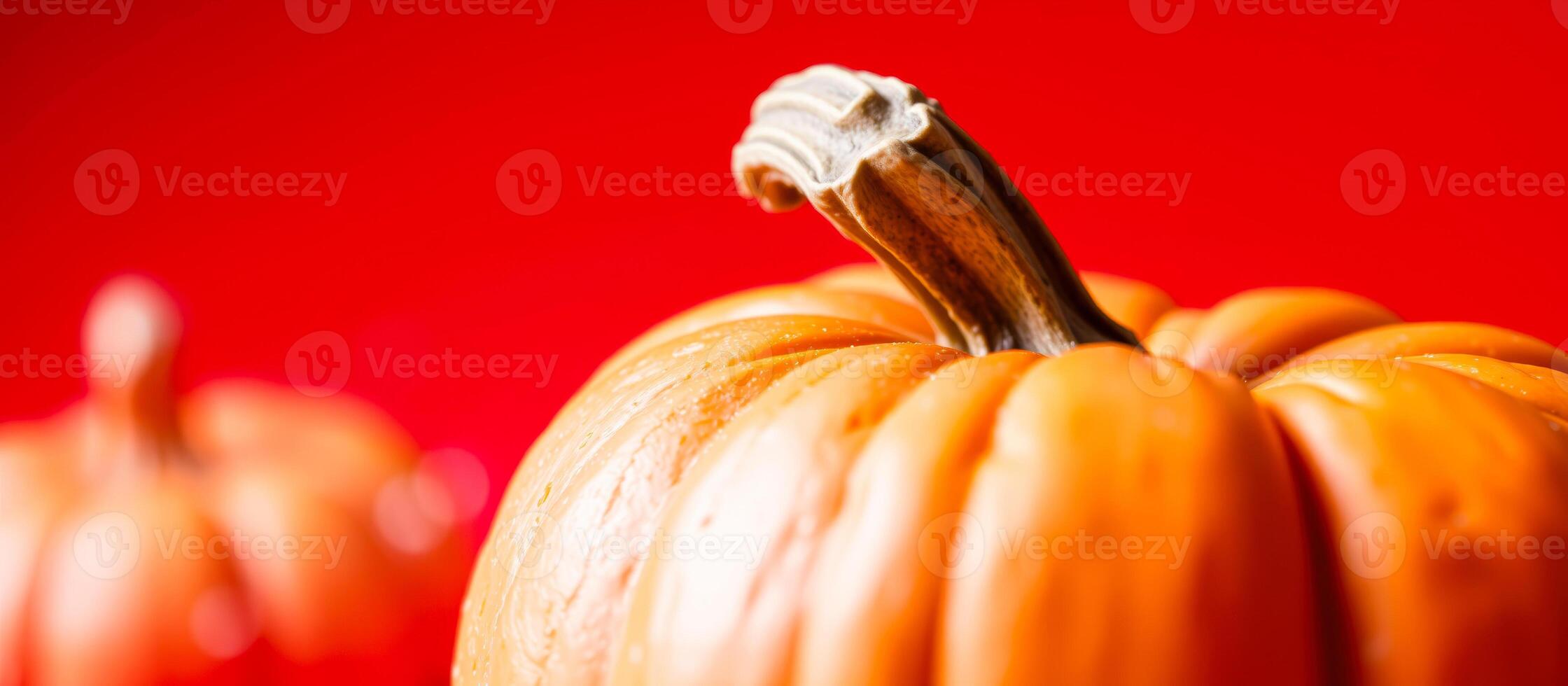 Closeup of a Pumpkin Stem photo