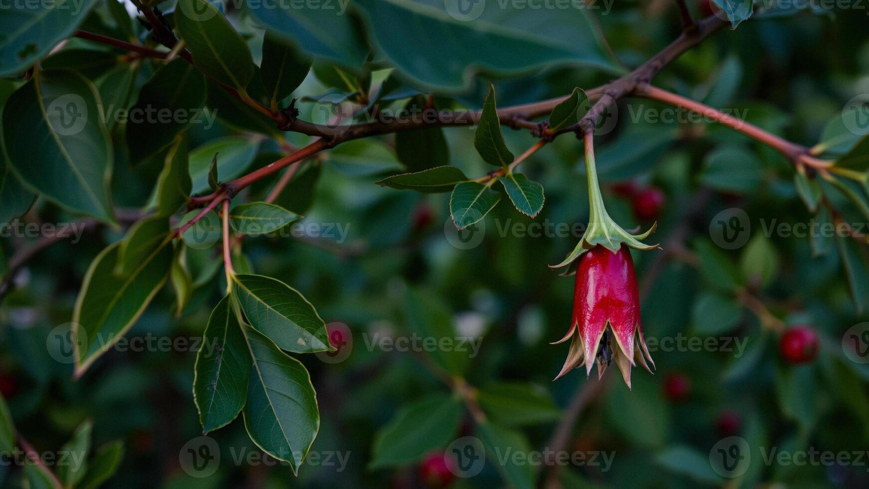 A Single Red Flower Hanging from a Branch photo
