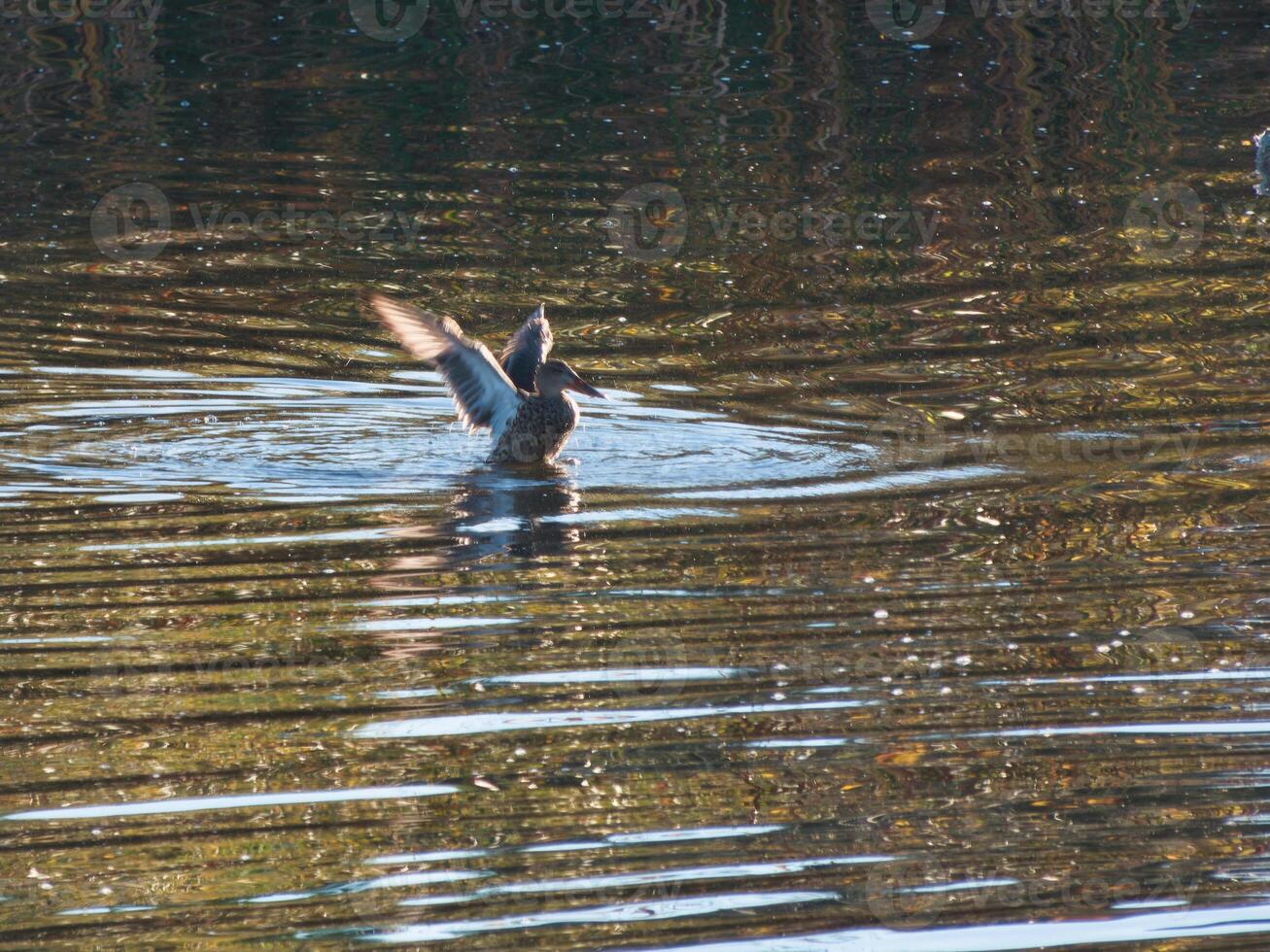 duck, wild, animal, bird, nature, ornithology, colors, morning, photo