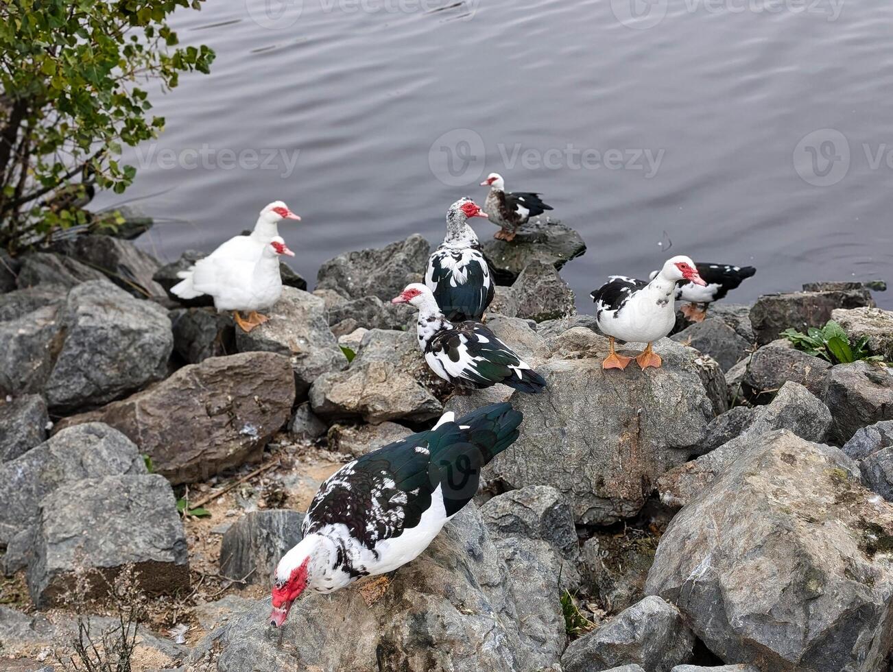 duck, wild, animal, bird, nature, ornithology, colors, morning, photo