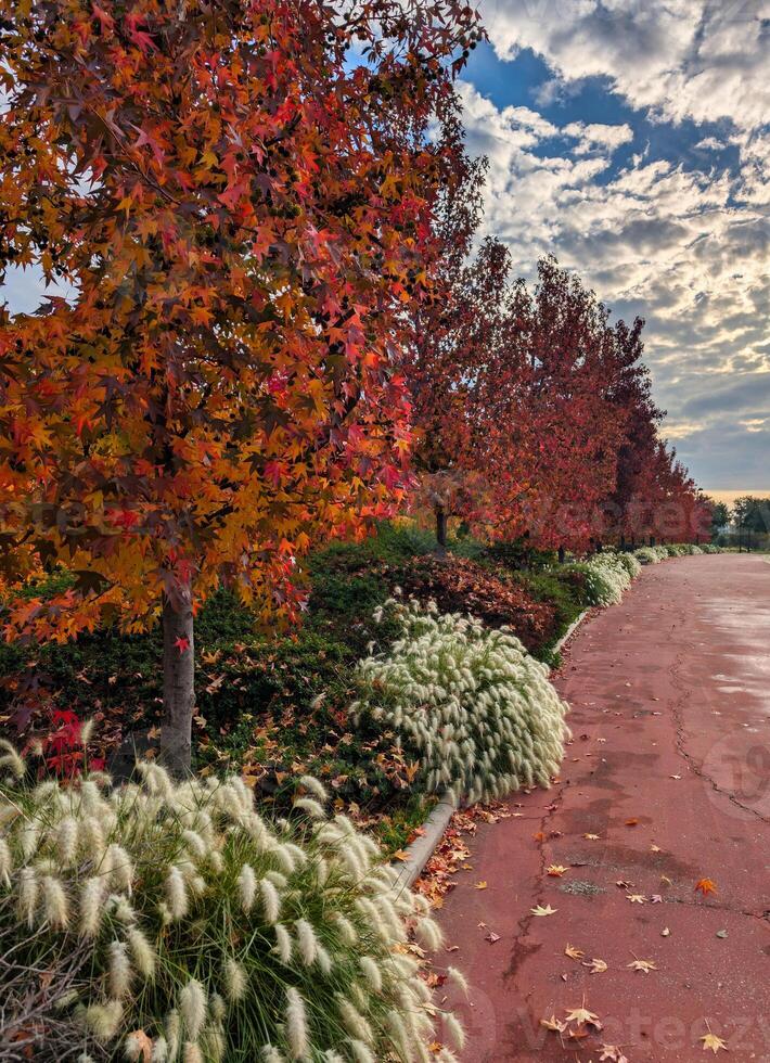 autumn, view, morning, nature, park, spain, trees, colors, leave photo