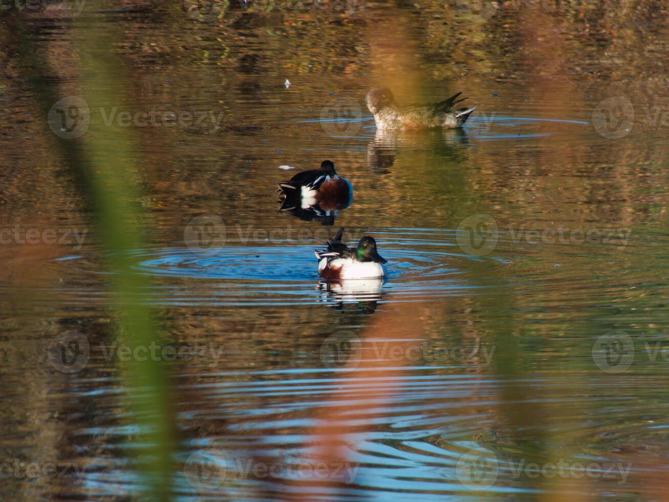 duck, wild, animal, bird, nature, ornithology, colors, morning, photo