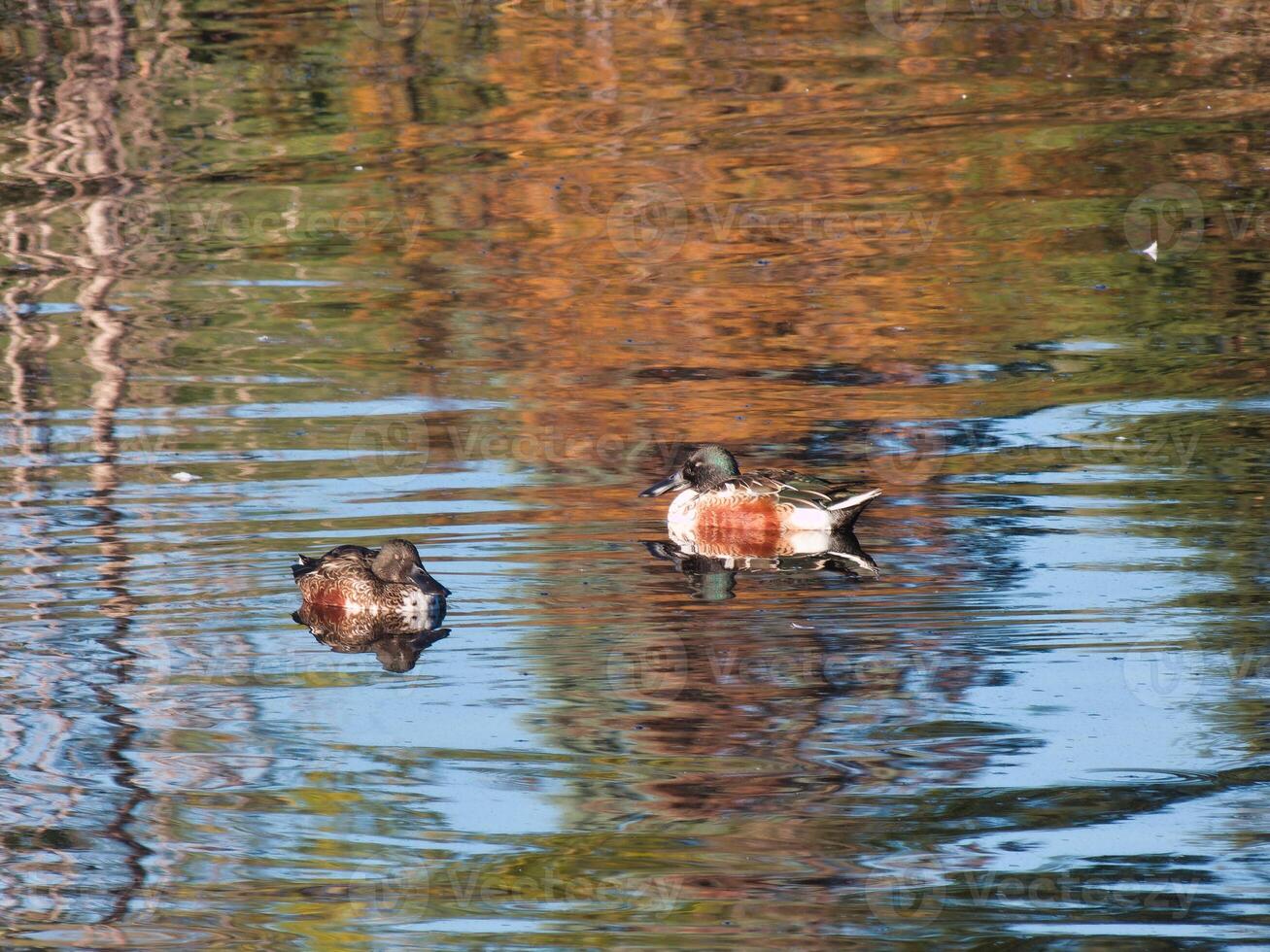duck, wild, animal, bird, nature, ornithology, colors, morning, photo