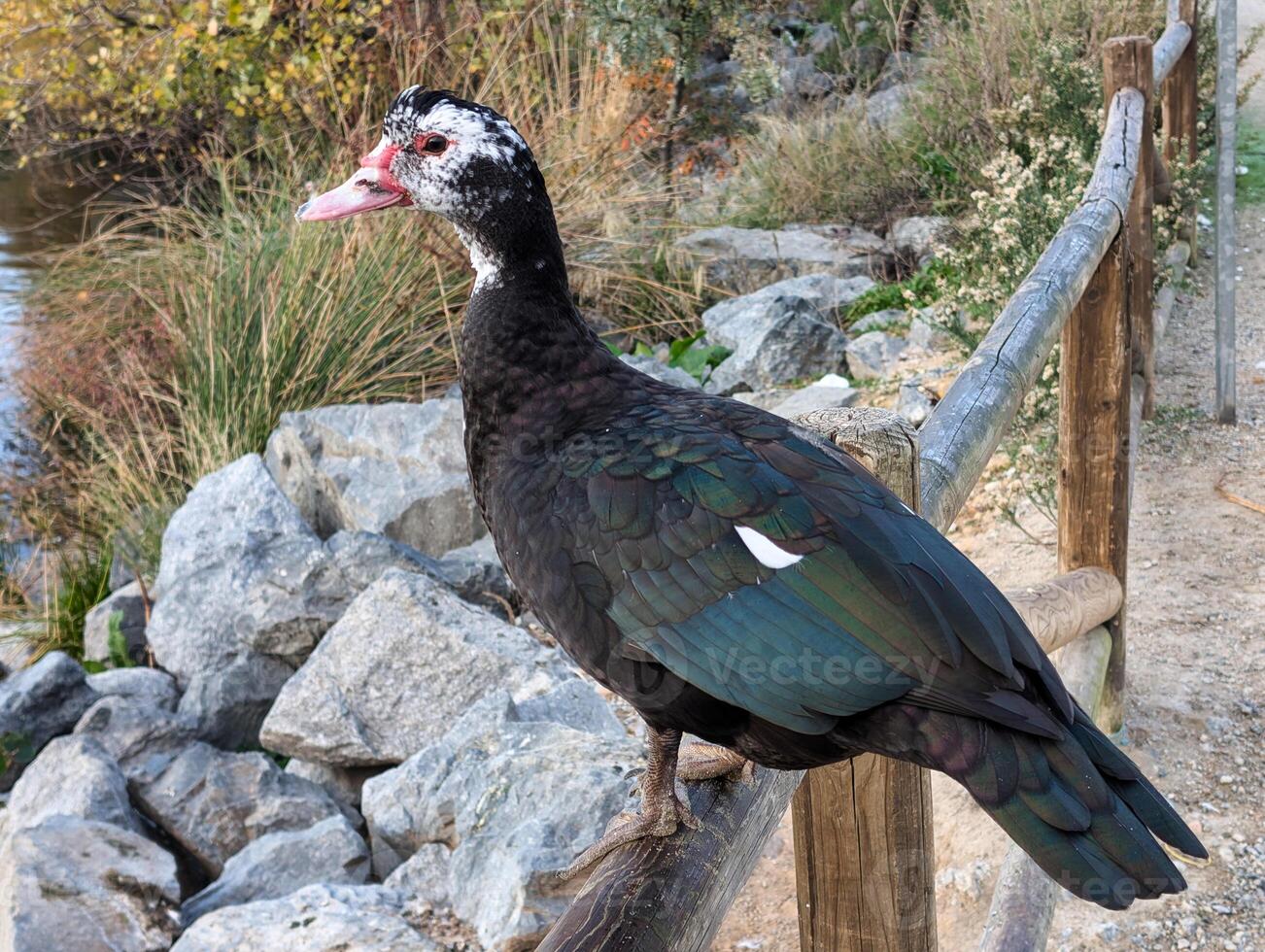 duck, wild, animal, bird, nature, ornithology, colors, morning, photo