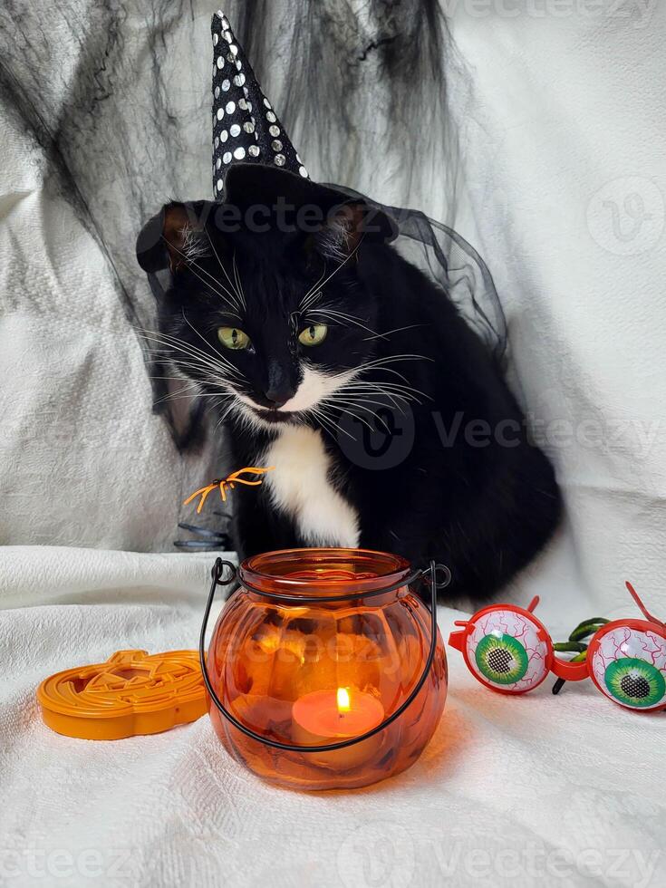 A big black cat in a witch's hat sits and looks at the burning fire in a pumpkin lamp photo