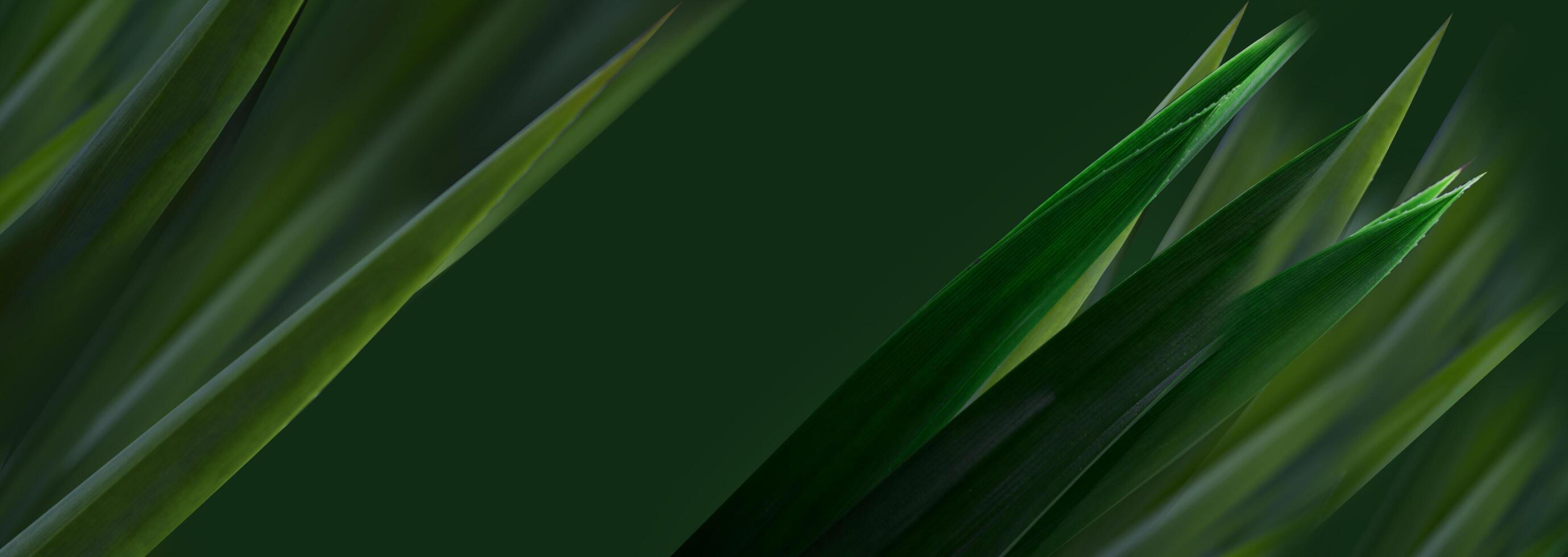 Cover page environment ecology or greenery wallpaper. Nature of dark green leaf in garden. photo