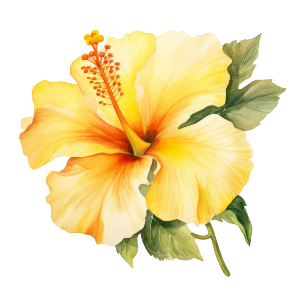 Yellow Hibiscus, Tropical Flower Illustration. Watercolor Style. png