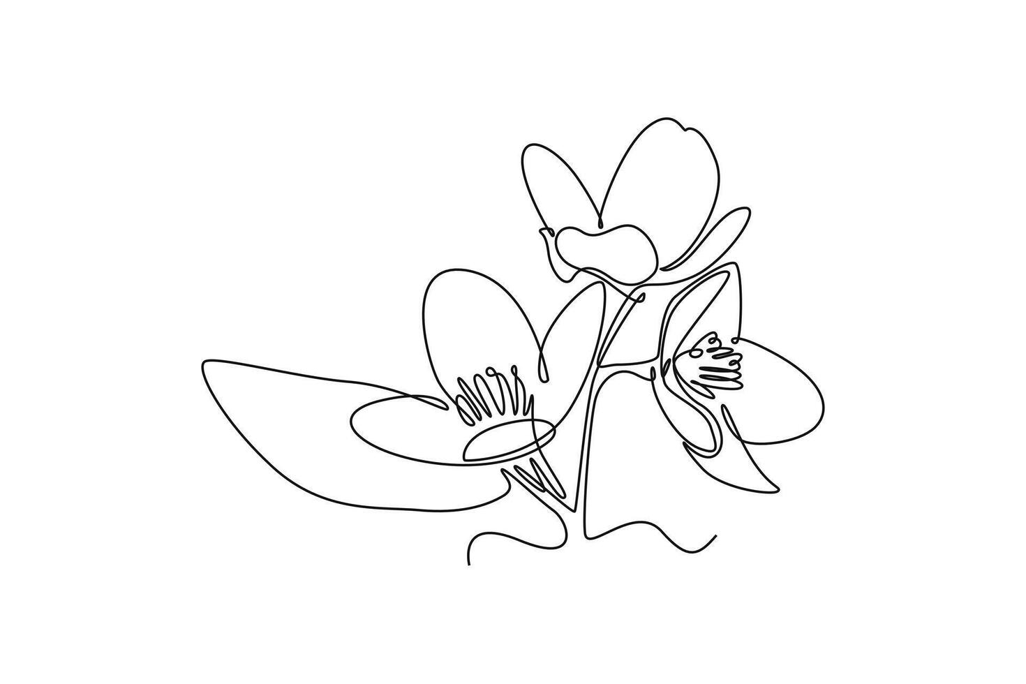 beauty fresh deciduous jasmine flower for tea drink logo. Printable decorative jasminum for home wall decor poster art vector