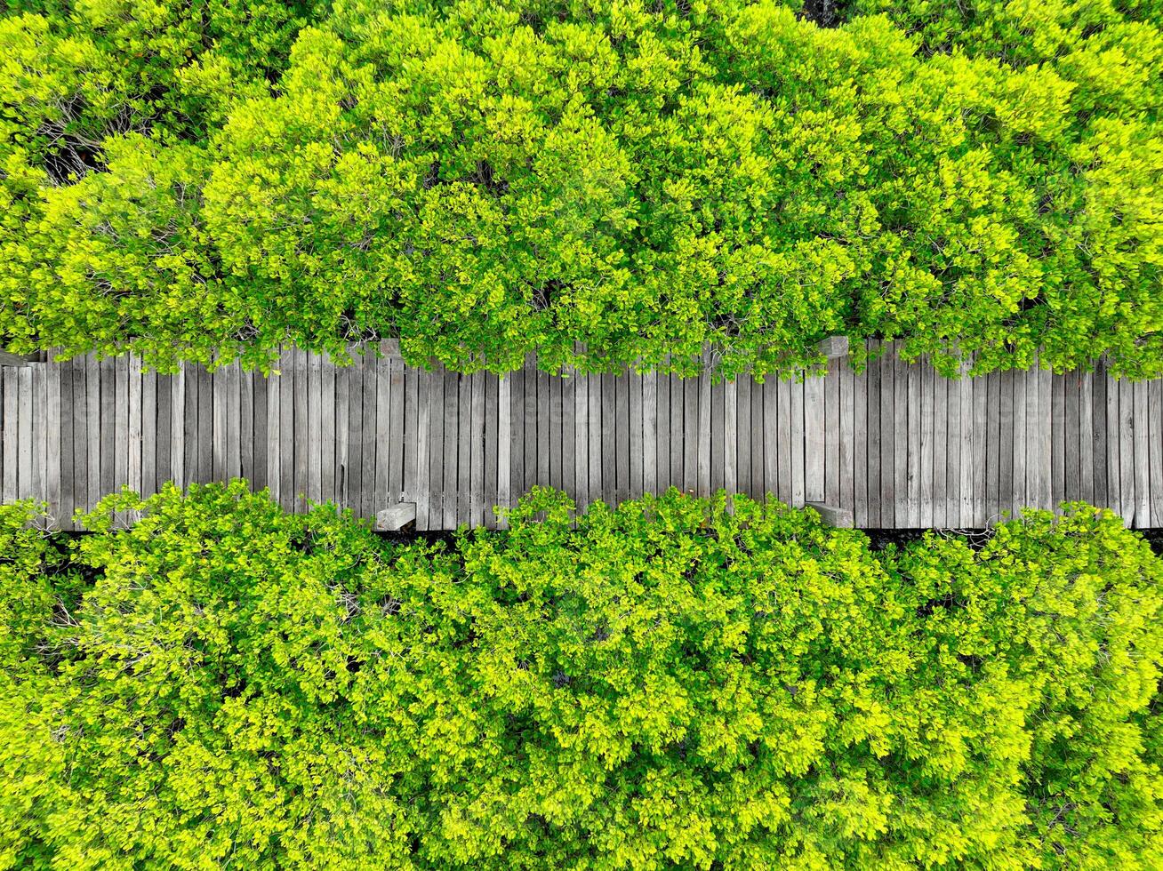 Aerial view lush green mangrove forest. Wooden bridges for natural trails, highlighting ecotourism opportunities, carbon capture benefits, and vital role mangroves play in combating climate change. photo