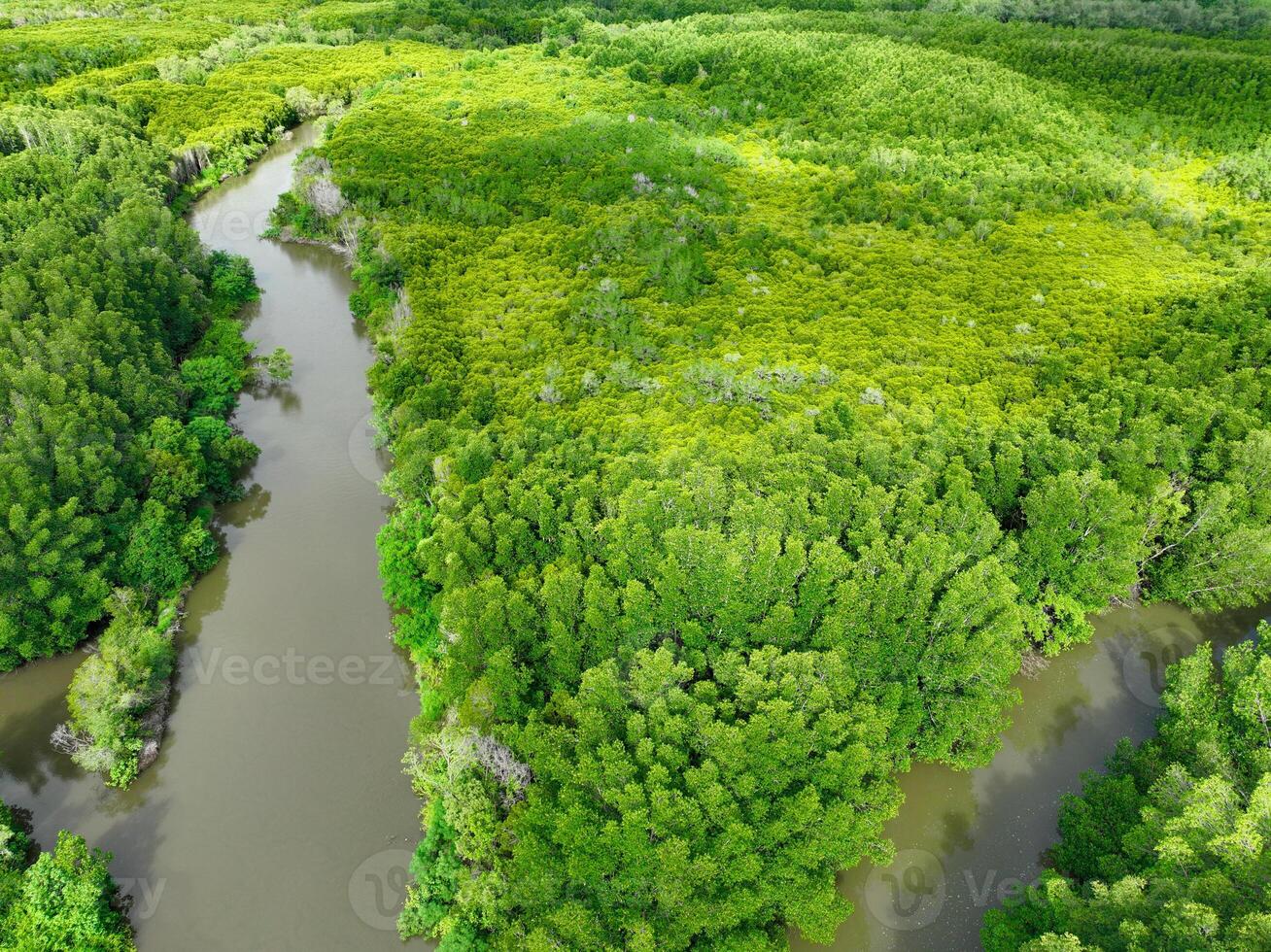 Aerial view green mangrove forest. Natural carbon sinks. Mangroves trees capture CO2. Blue carbon ecosystems. Mangroves absorb carbon dioxide emissions and mitigating global warming. Green ecosystem. photo