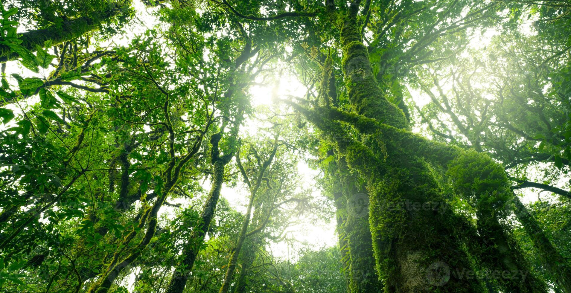 Looking up view of tree trunk to green leaves of tree in forest with sun light. Fresh environment in green woods. Forest tree on sunny day. Natural carbon capture. Sustainable conservation and ecology photo