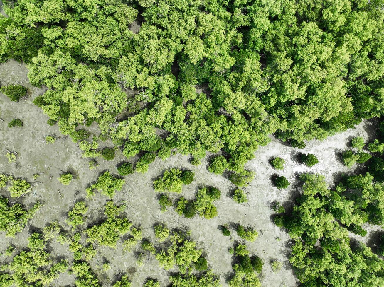 Aerial top view of green mangrove forest. Mangrove ecosystem. Natural carbon sinks. Mangroves capture CO2 from the atmosphere. Blue carbon ecosystems. Mangroves absorb carbon dioxide emissions. photo