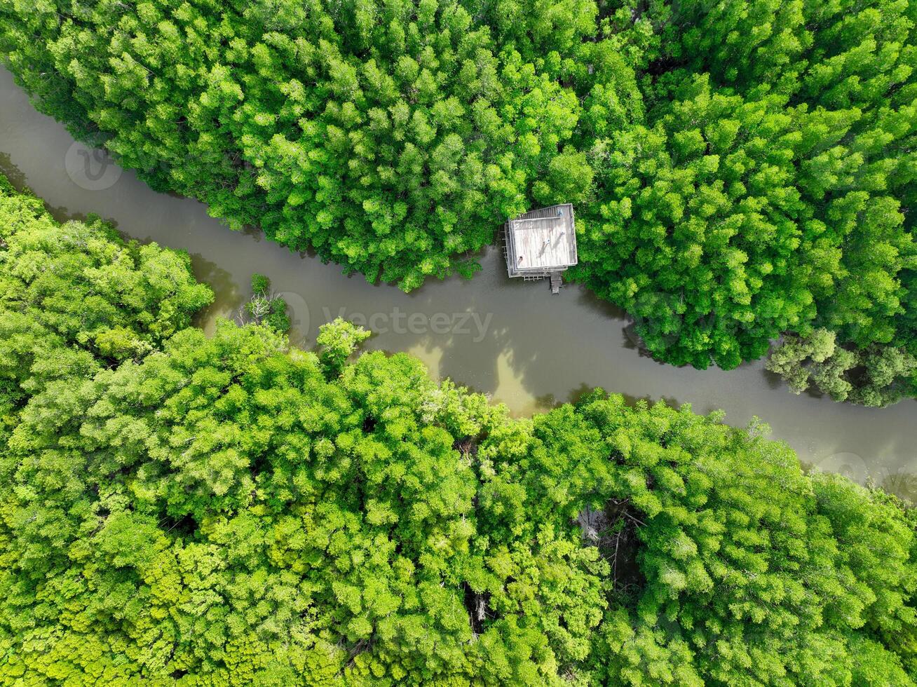 Aerial view green mangrove forest. Natural carbon sinks. Mangroves trees capture CO2. Blue carbon ecosystems. Mangroves absorb carbon dioxide emissions and mitigating global warming. Green ecosystem. photo