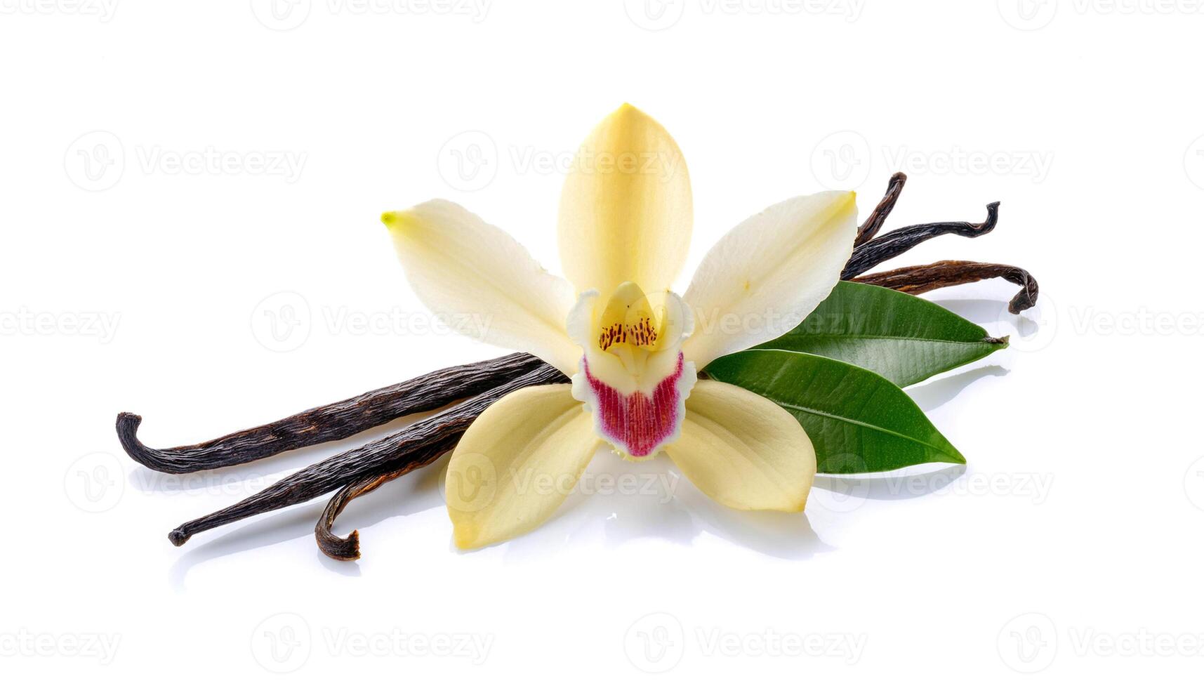 vanilla flower with pods and leaves isolated on a white background. photo