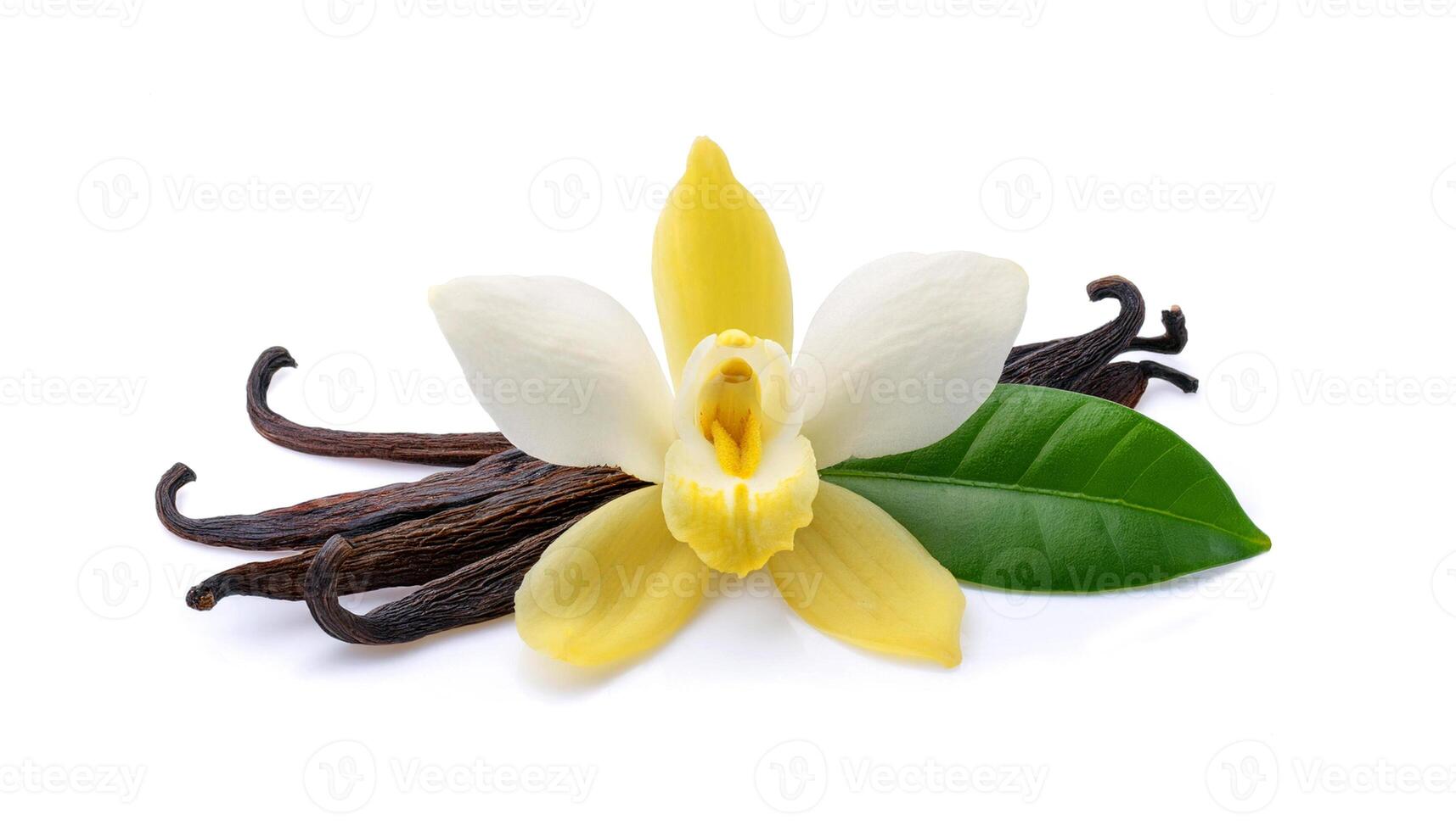 vanilla flower with pods and leaves isolated on a white background. photo