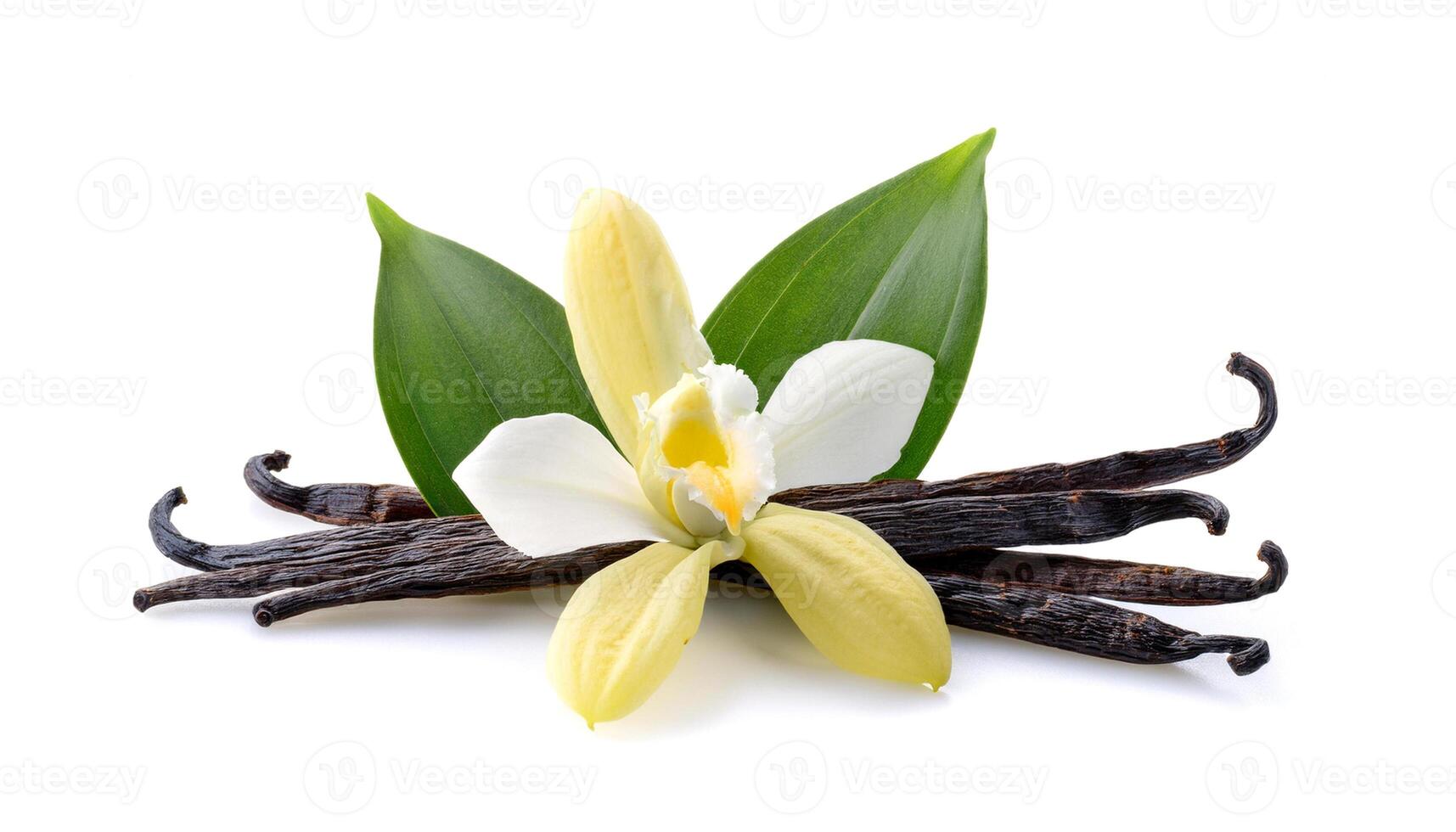 vanilla flower with pods and leaves isolated on a white background. photo