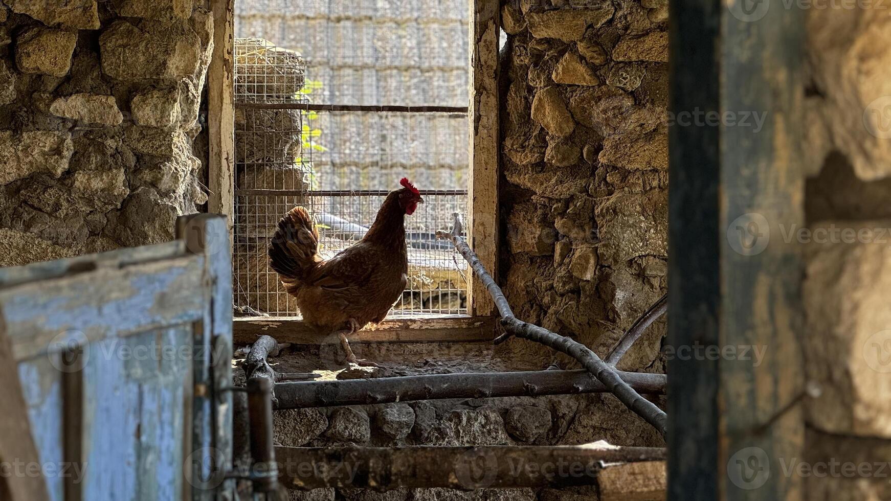 A chicken explores a rustic stone barn on a sunny day, enjoying the fresh air photo