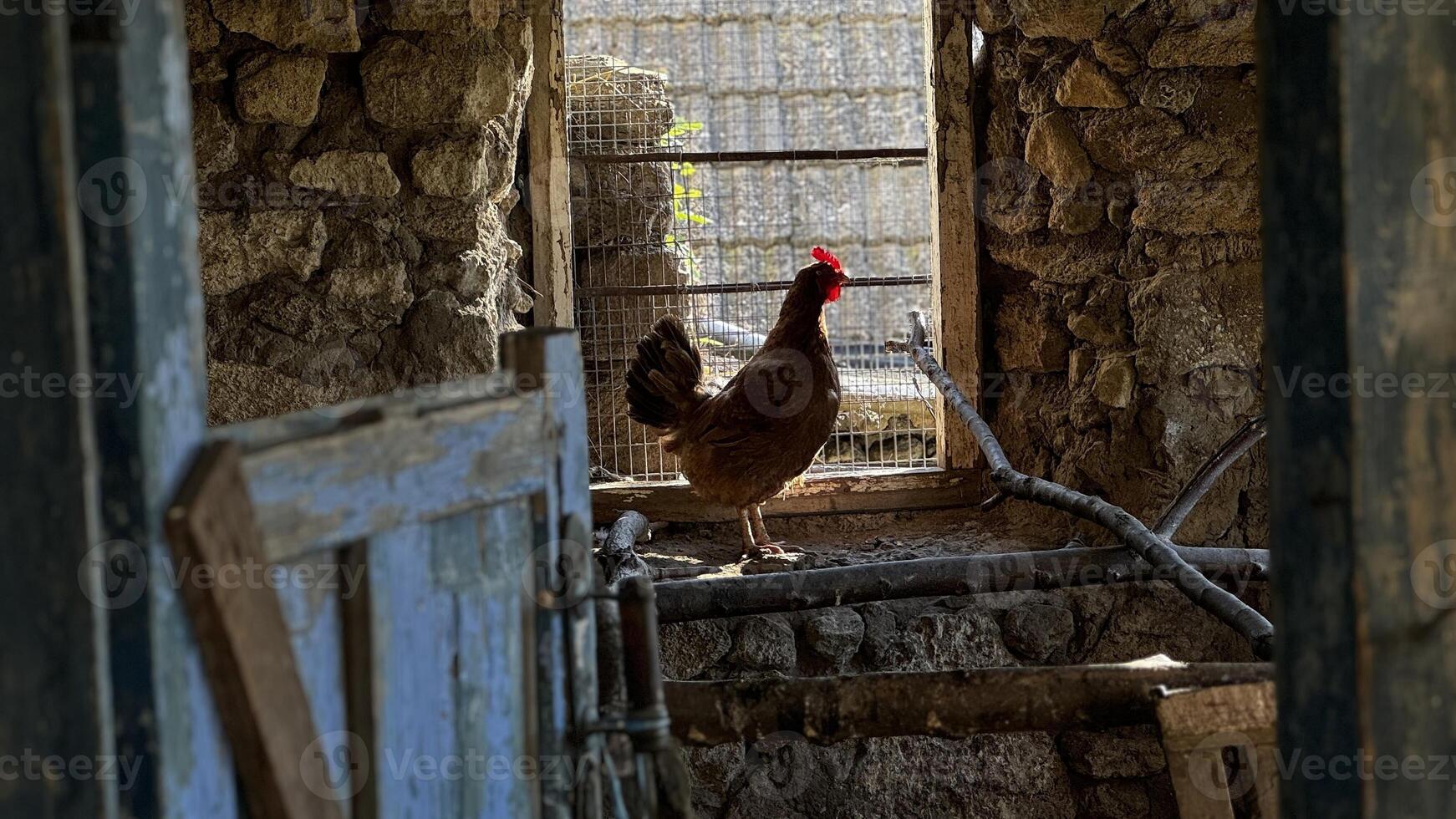 A brown hen perched by the window of a rustic stone barn in the countryside photo