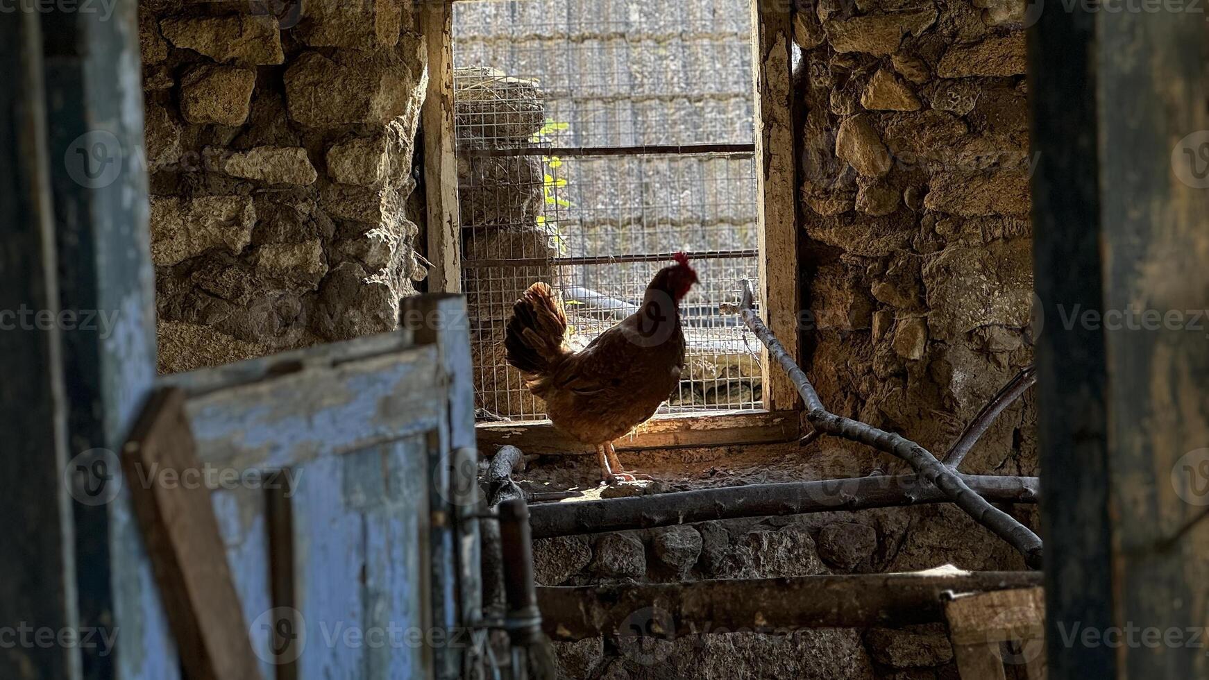 A hen stands in a rustic farm setting with sunlight streaming through a window in the countryside photo