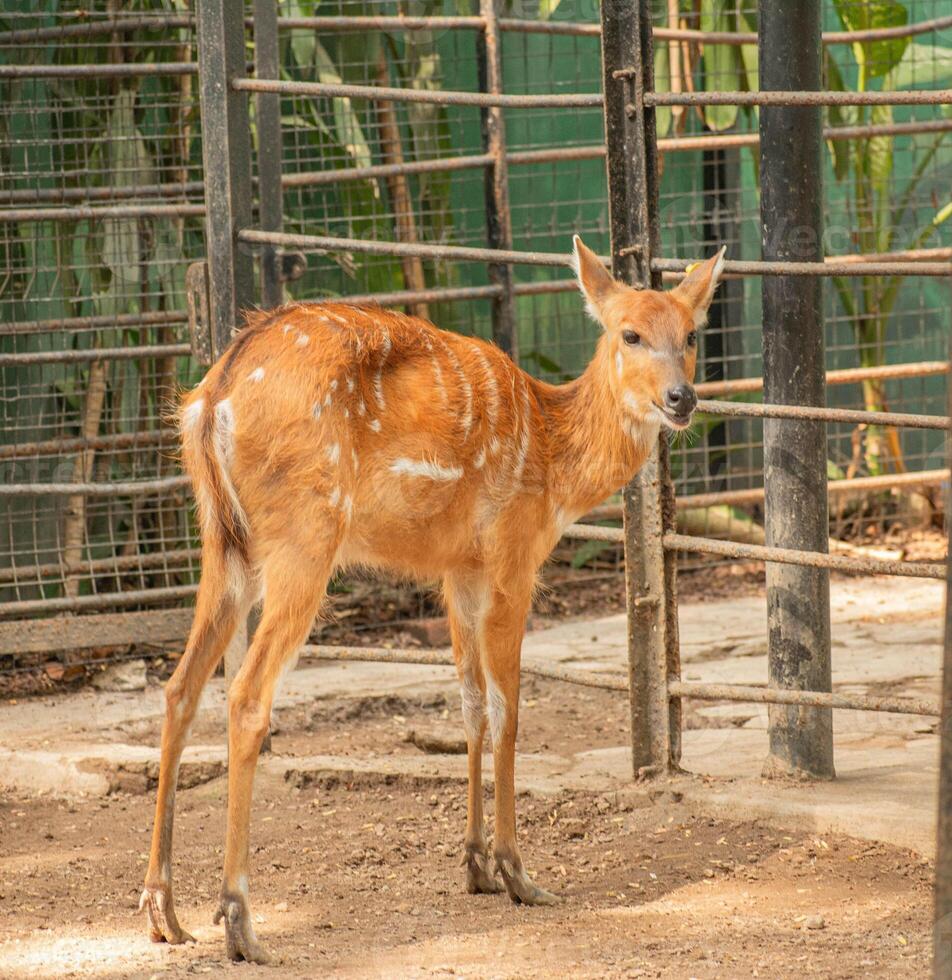 a cute brown deer is in a cage photo