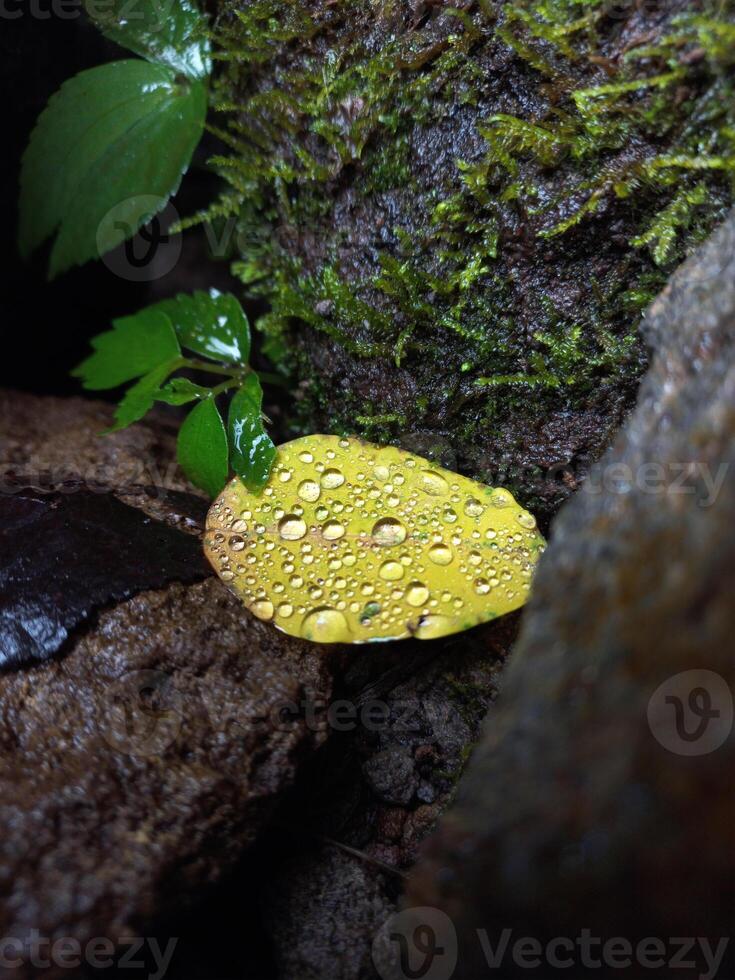 water droplets on yellow leaves and mossy rocks photo