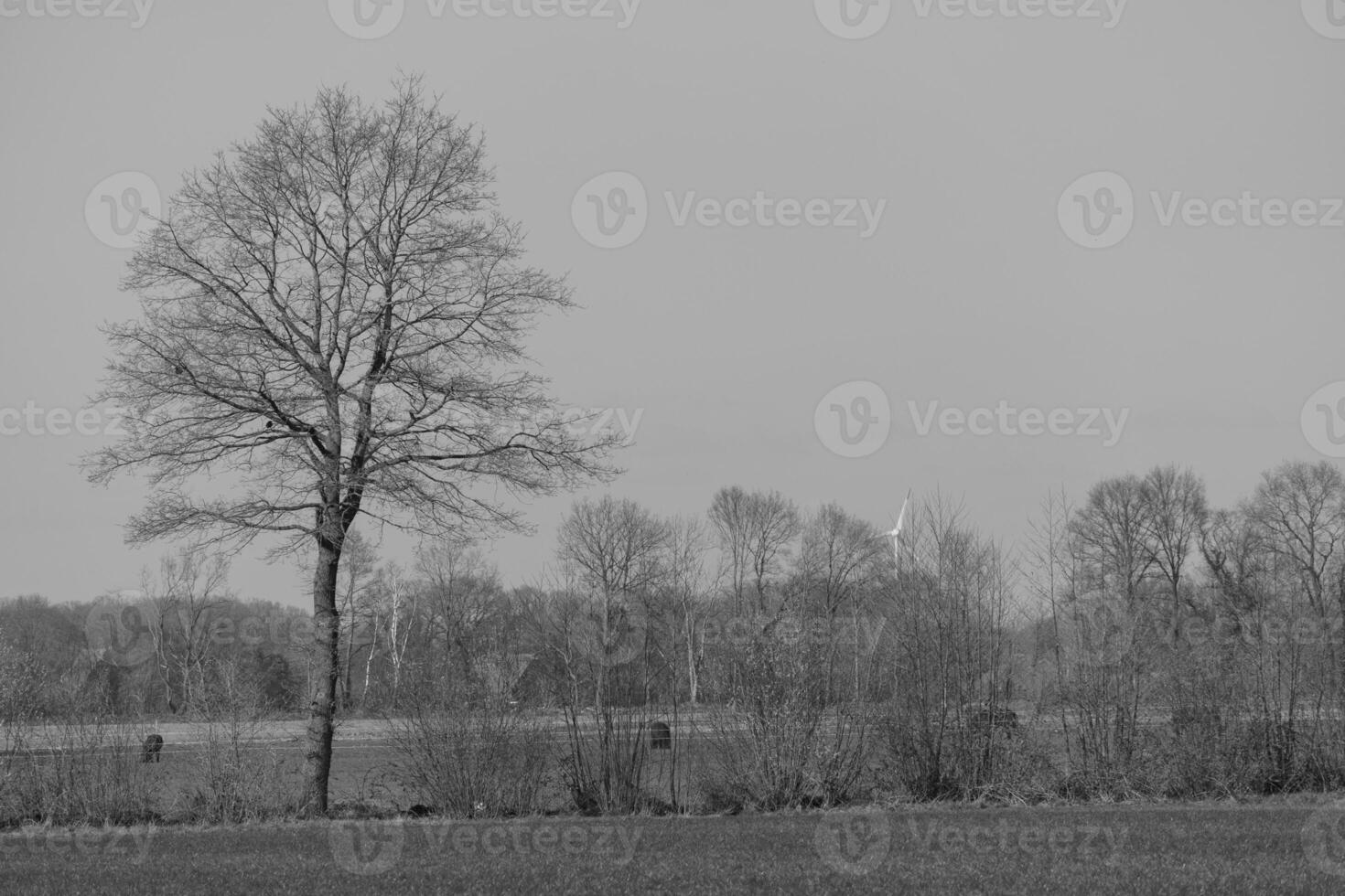 A black and white photo of a tree in the middle of a field