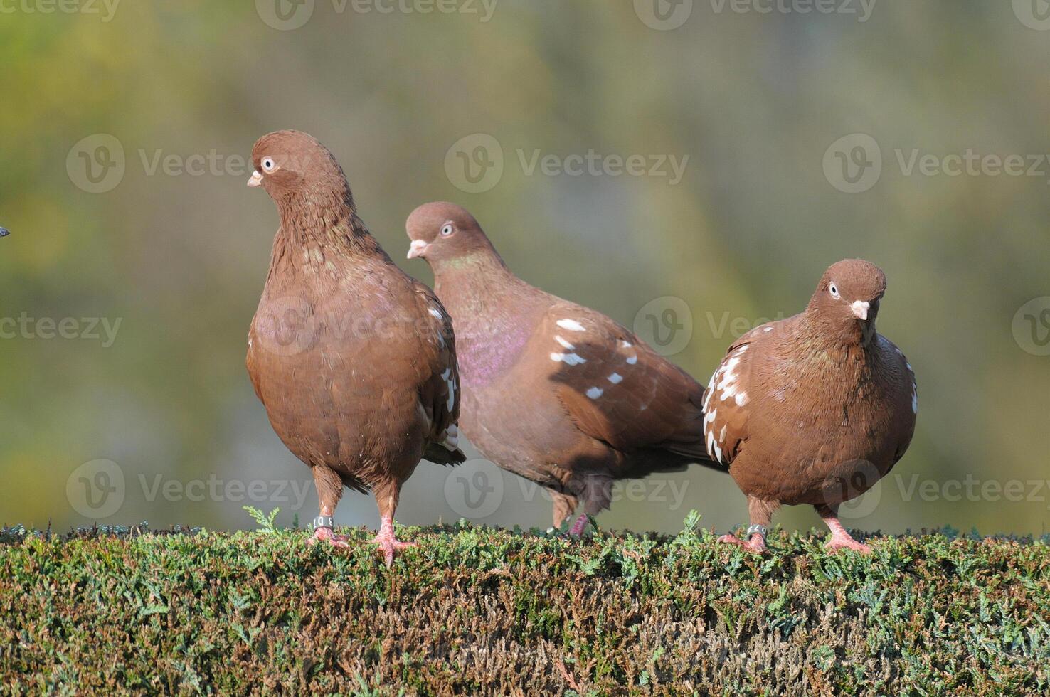 Three brown birds standing on top of a grassy hill photo