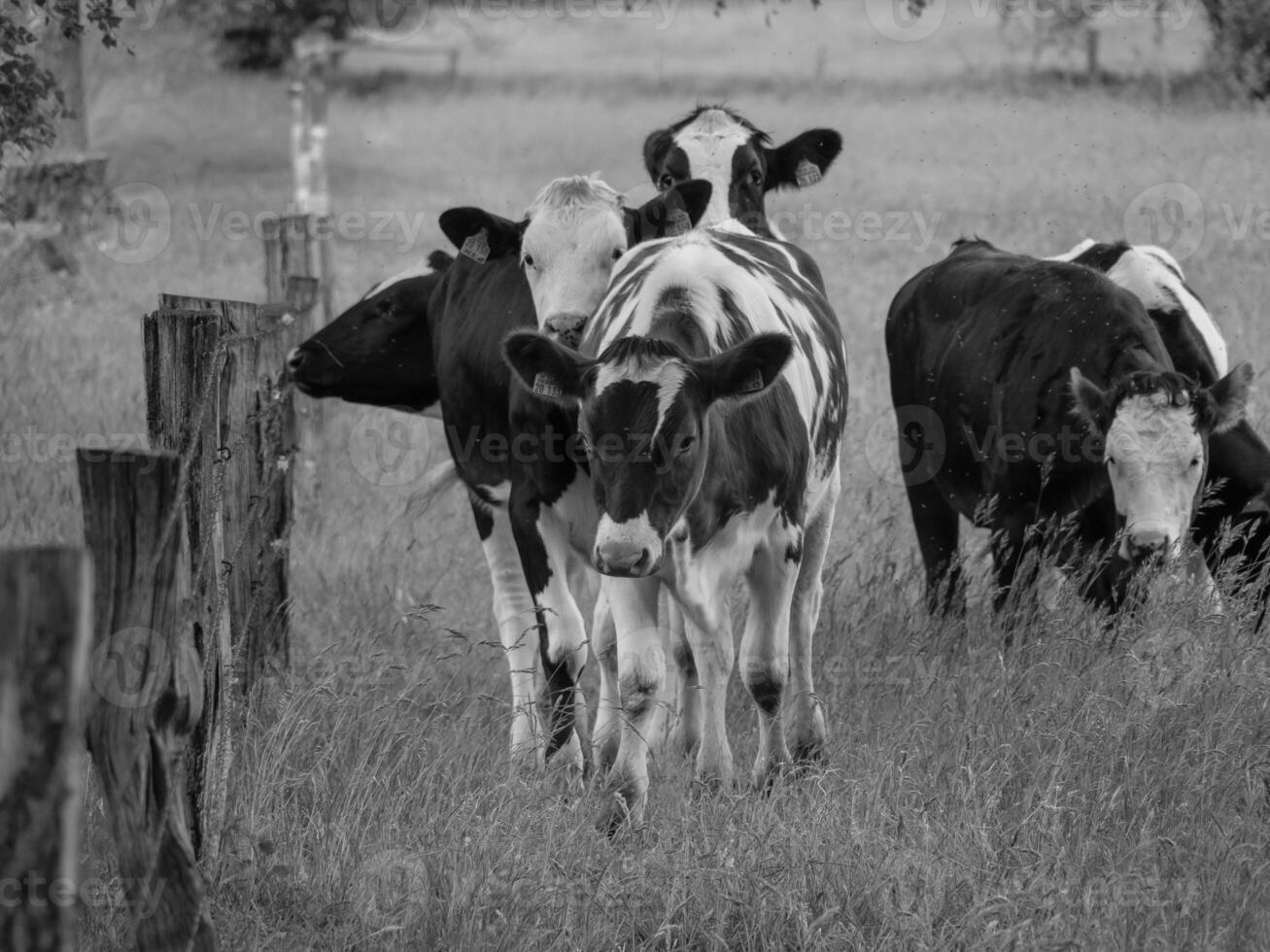 A black and white photo of cows in a field in velen