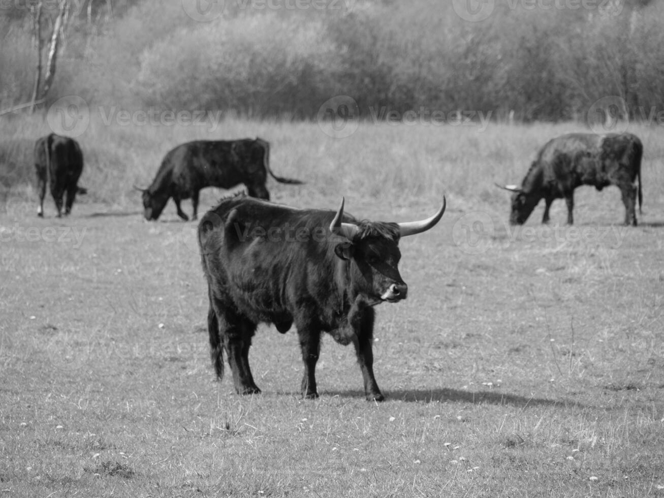 A black and white photo of cows in a field