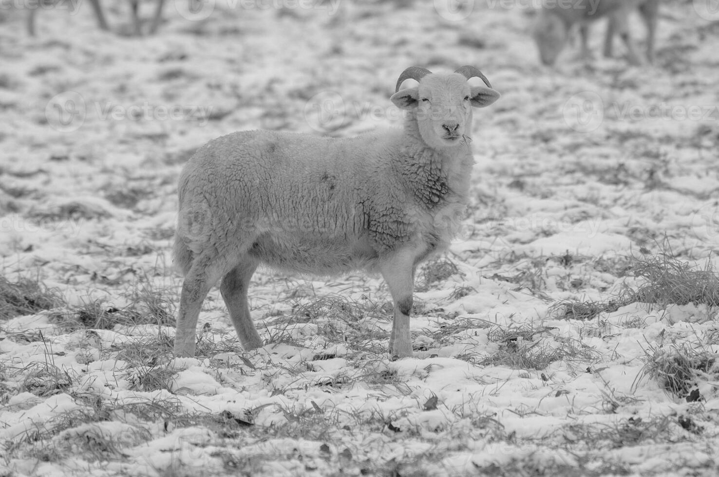 A sheep standing in a snow covered field photo