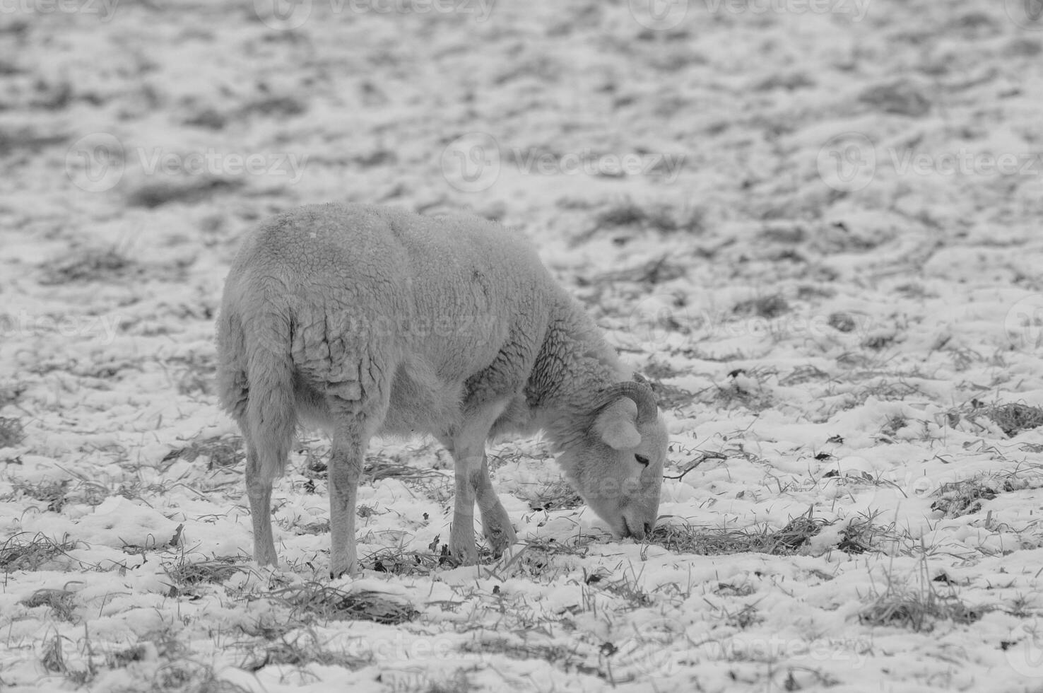 A sheep eating grass in a snow covered field photo