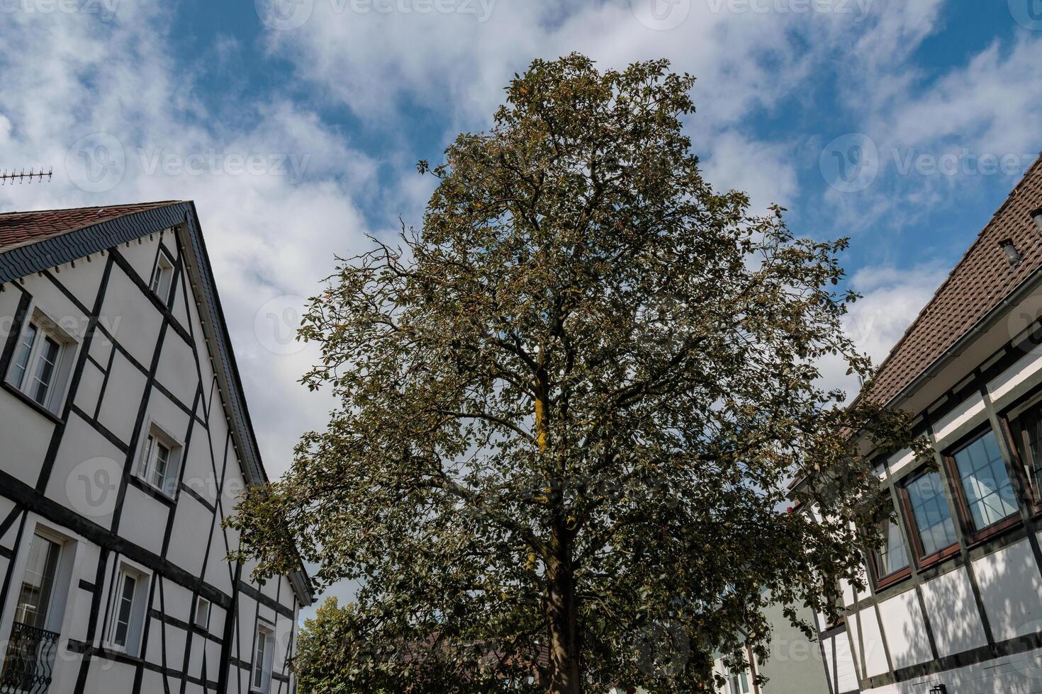 A tree in the middle of a street in essen city photo
