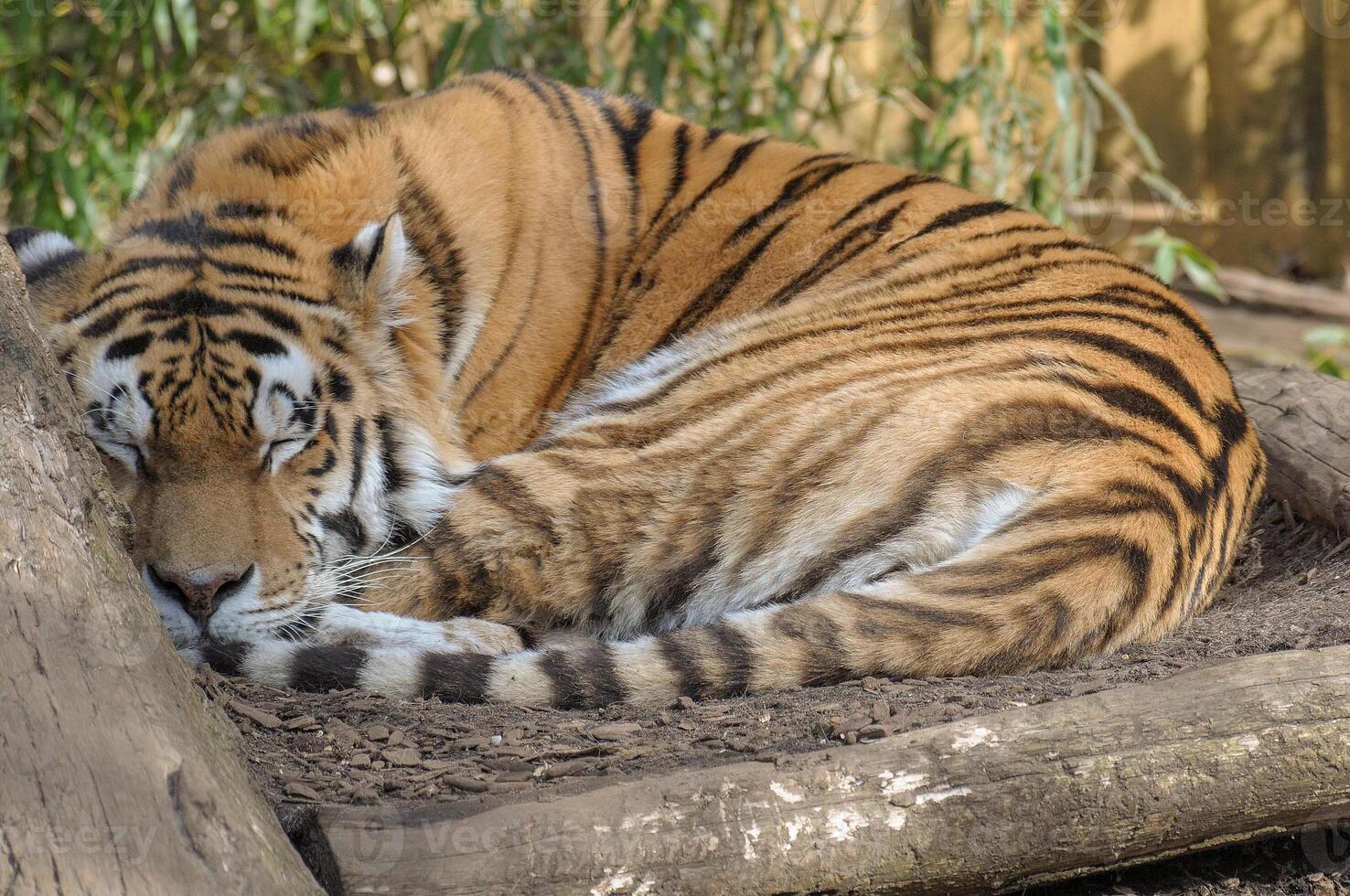 A tiger sleeping on a log photo