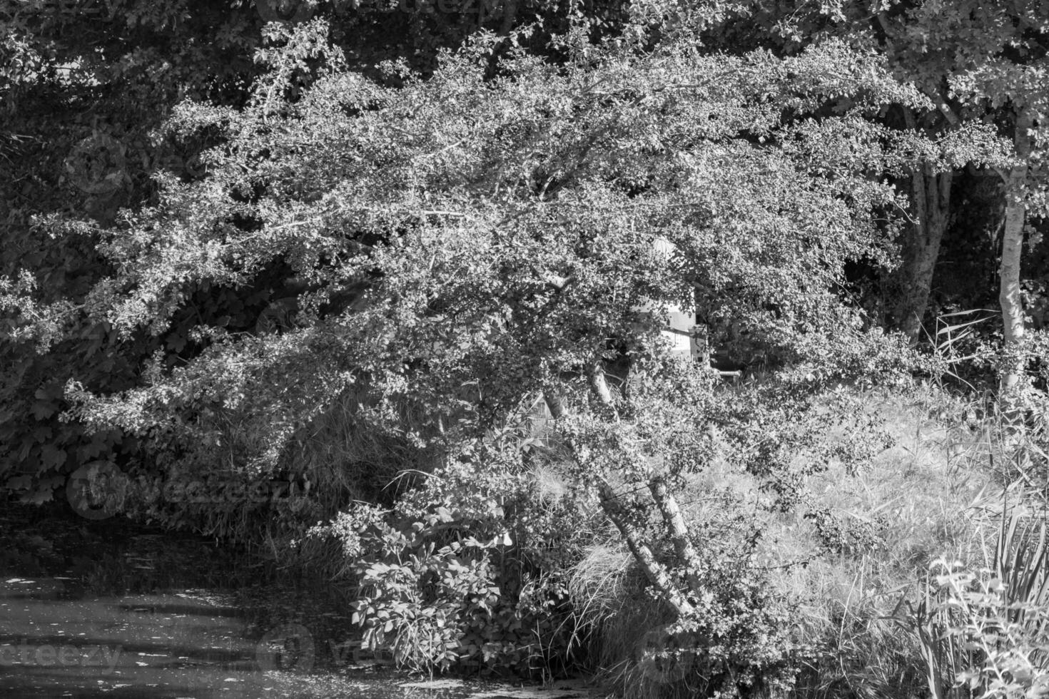 A black and white photo of a tree in the water