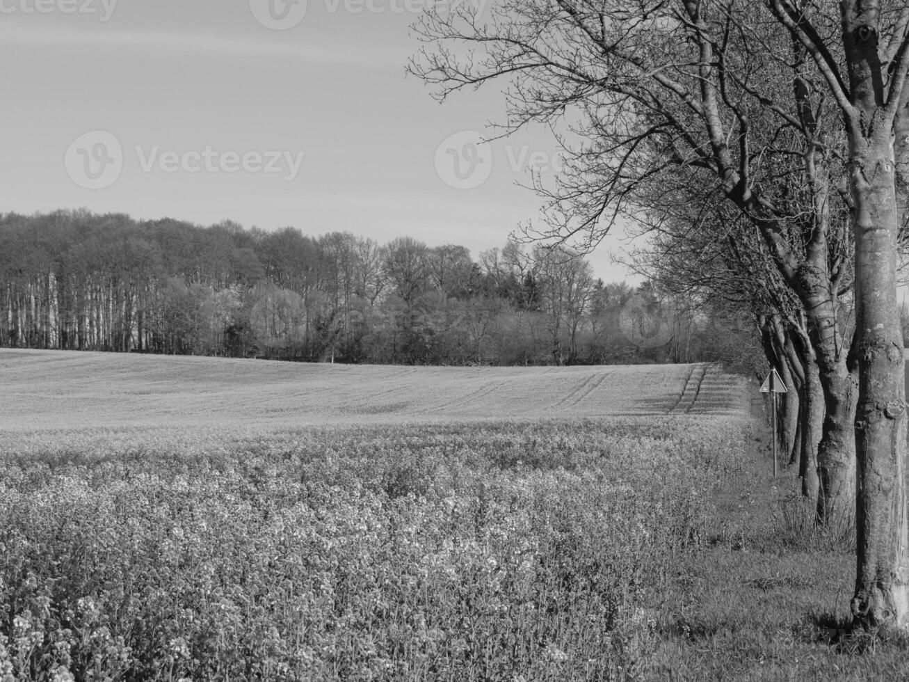 Black and white photo of a field with trees