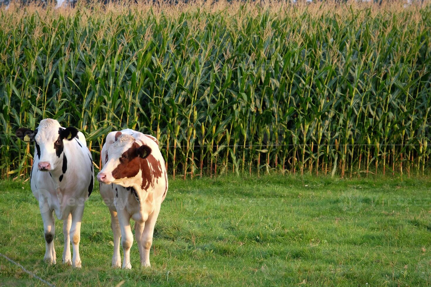 Two cows standing in a field next to a corn field photo