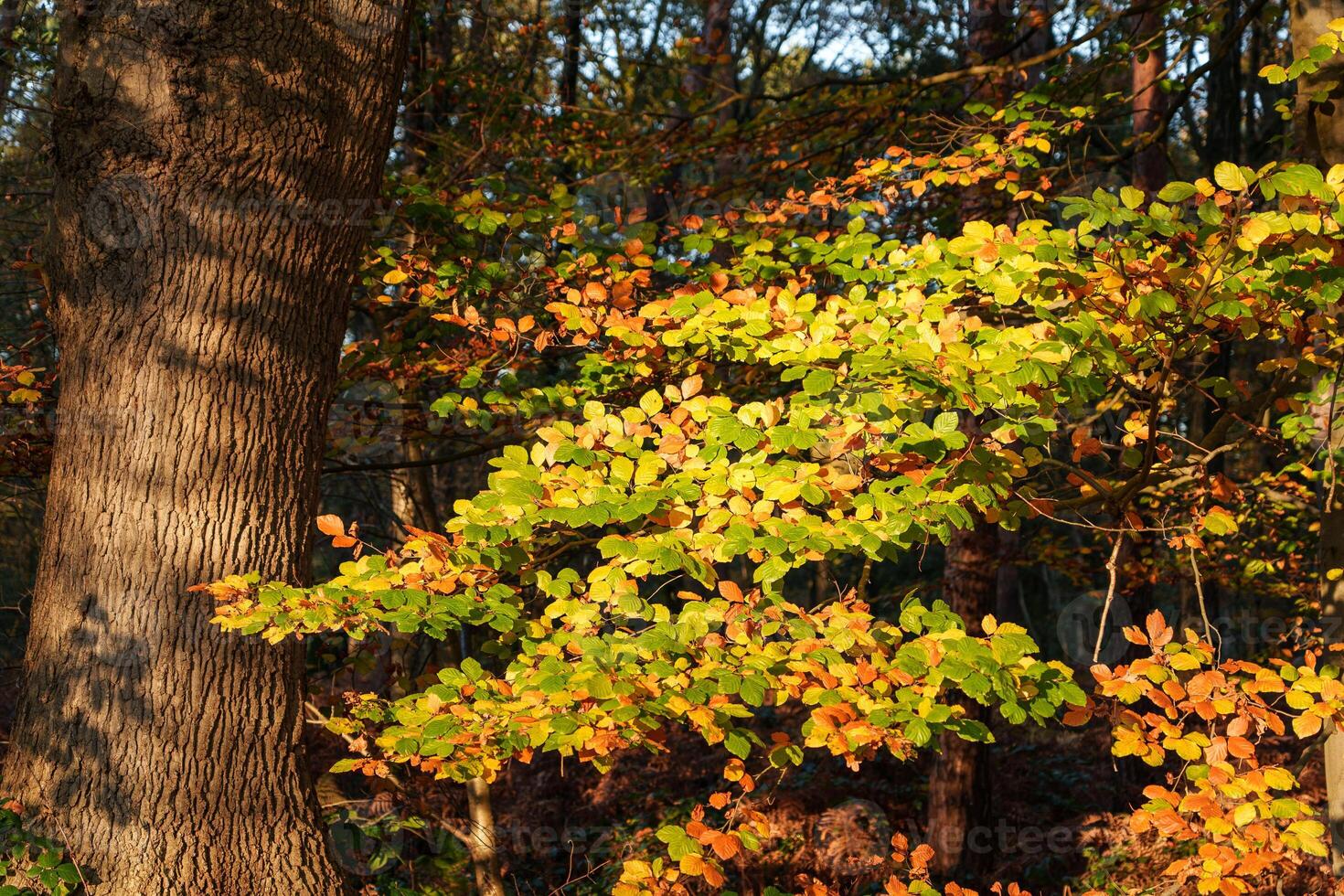 A bench in the woods with a tree in the background photo
