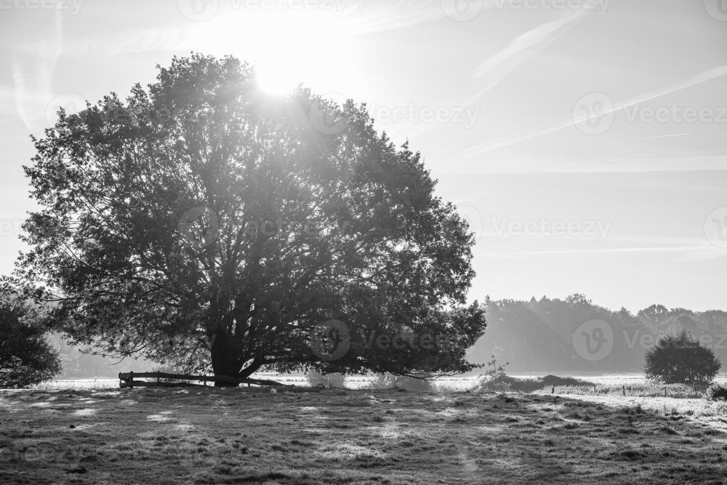 A black and white photo of a tree in the sun