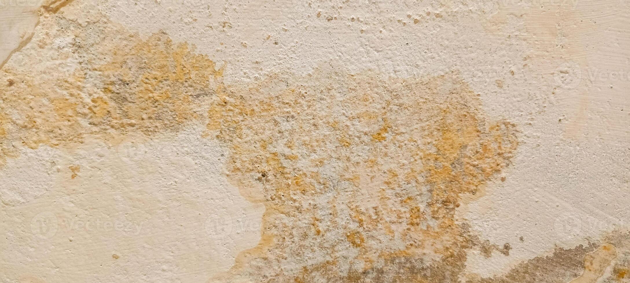 photo of wall fungus