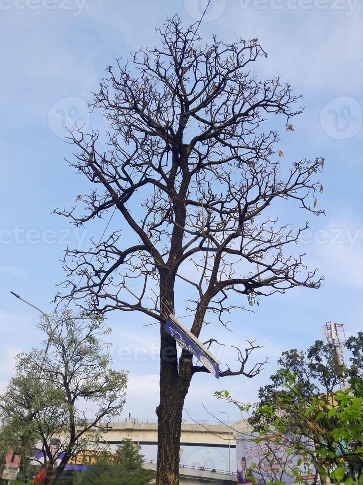 photo of dry tree on the side of the road
