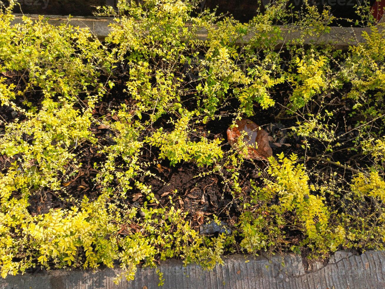 photo of a yellow pruning ornamental plant, usually this plant is used for fences with the scientific name Duranta Erecta