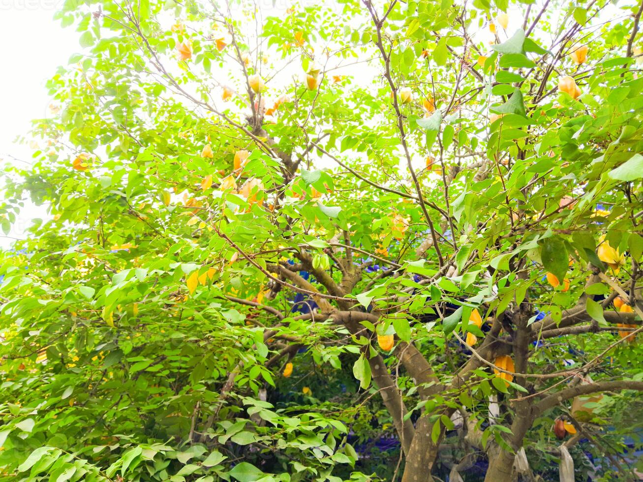 photo of a star fruit tree with lots of yellow fruit ready to be harvested