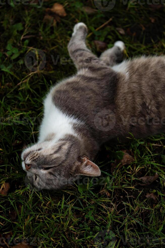 A grey cat lies on the grass, gazing up with wide eyes, surrounded by a natural environment of green grass and fallen leaves photo