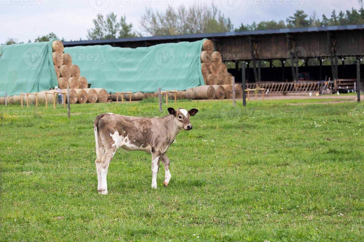 brown and white calf standing in a green field near a barn, with hay bales in the background. photo