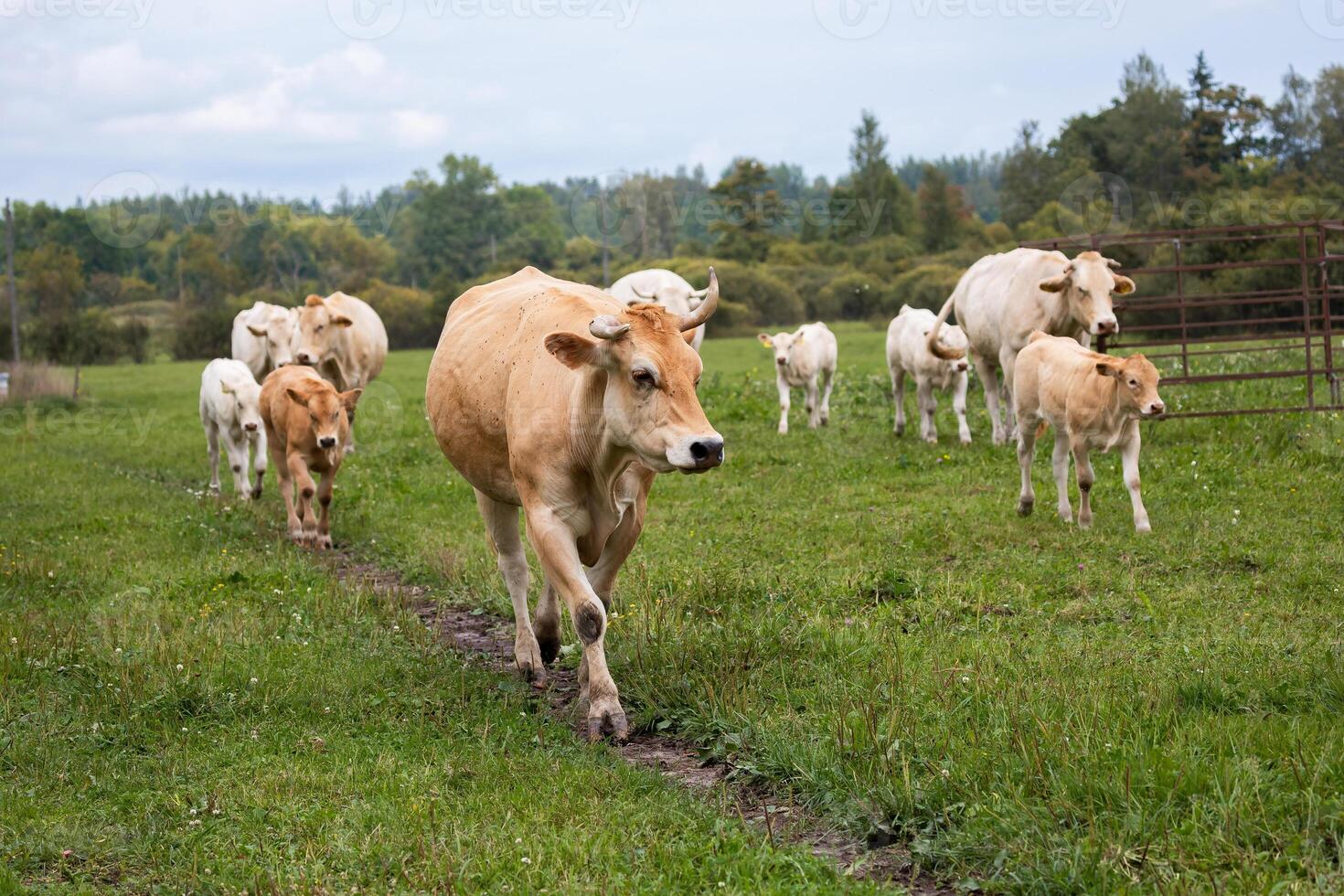 A herd of cows, led by a tan cow and her calf, walks along a narrow path through a grassy field with trees in the background. photo