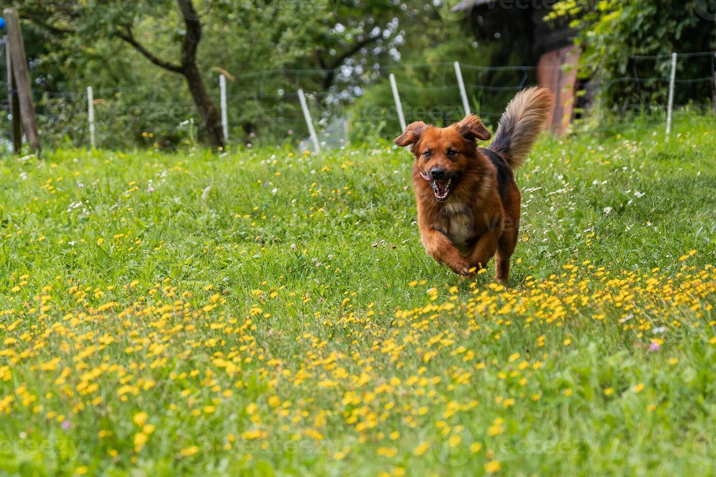 A playful brown dog running through a green field with yellow flowers, ears flapping and a joyful expression on its face. photo