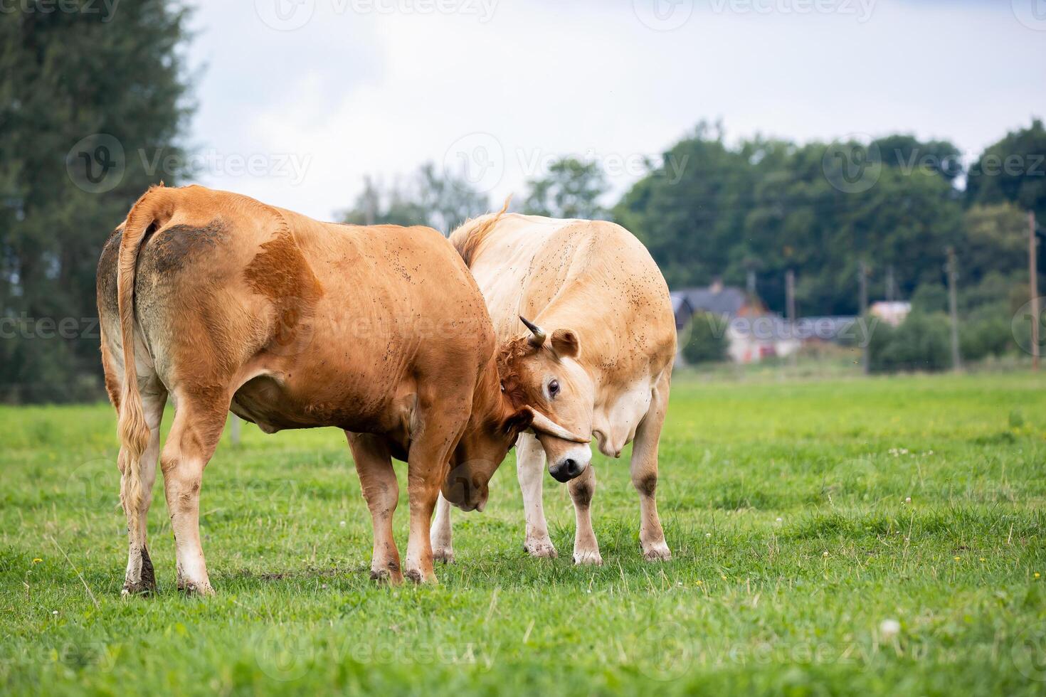 Two cows engage in a gentle head to head interaction in a lush field, showcasing natural animal behavior in an organic farming environment photo