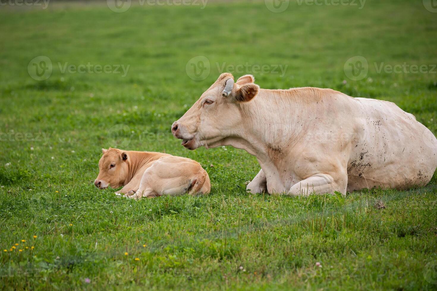 cow and its calf lying down in a grassy field, with the calf nestled closely against the cow. photo