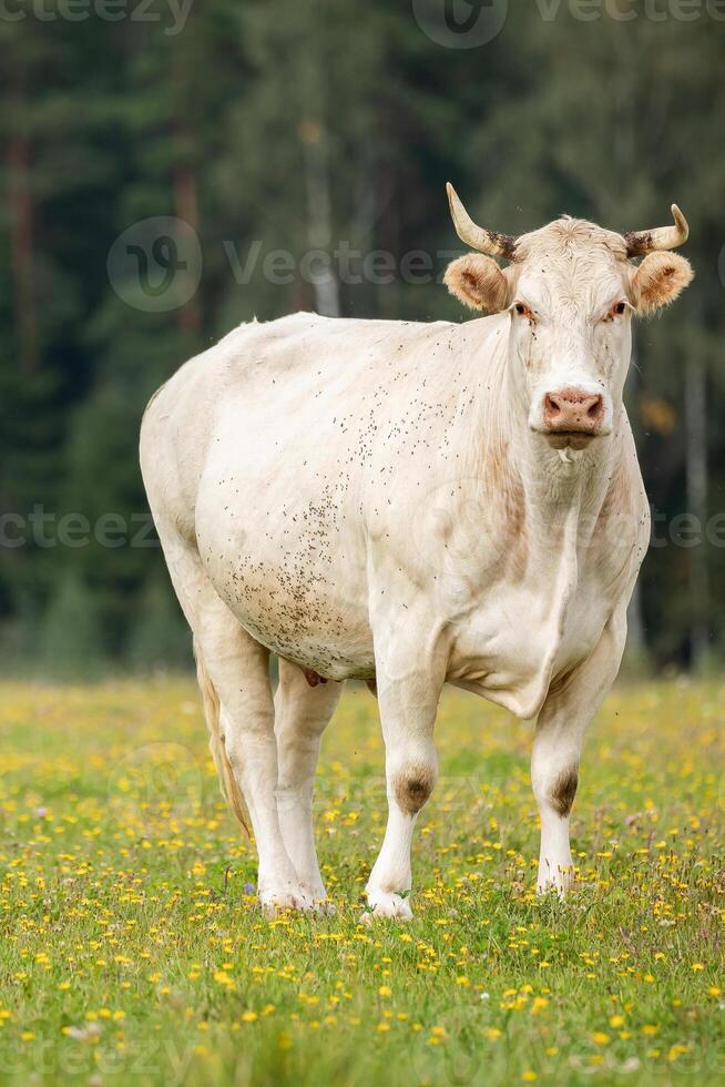 single white cow stands in a grassy field with wildflowers, gazing toward the camera. The background is filled with trees and a soft, cloudy sky. photo